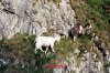 Cheddar Gorge Goats.jpg