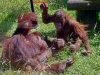 monkey world (3).jpg