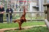 monkey world (2).jpg