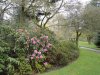 2_rhododendron.JPG