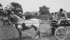 Moseley and Kings Heath Horse Show 1906 at 'Highbury Meadows' ( Highbury Park ).jpg