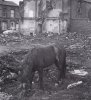 horse 21.jpg