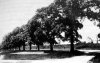 42 Hodge Hill The Common c1900.JPG