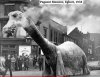 Egbert - Birmigham Pagent 1938 - in Cambridge Street.jpg