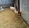 lamb.jpg