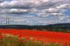 poppy fields.jpg