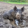 piggy.jpg