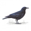 1570910575326.png
