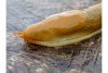 Yellow-slug-14d746d.jpg