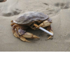 smoked crab.png