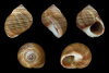 1594471022054.png