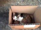 cat in a box 3.jpg
