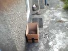 cat in a box.jpg