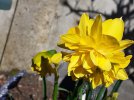 Daffodil.jpg