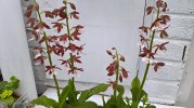 Calanthe.jpg