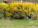 forsythia.jpeg