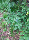 black Horehound.png