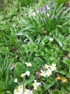 Bluebells.png