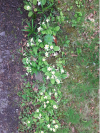 Primrose.png