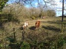 mini horses.jpg