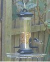Bluetit.jpg