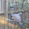 pigeons.jpg