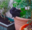 Baby Crow.png