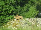 Fox in the garden 3.jpg