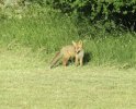 Fox in the garden.jpg