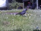 crow with dogfood (2).JPG