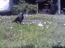crow2.JPG