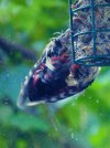 scruffy woodpecker.JPG