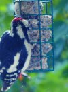 wrecking woodpecker.JPG