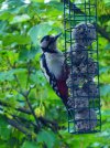 neat woodpecker.JPG