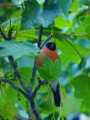 june bullfinch.JPG