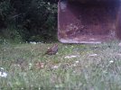 budgie.jpg