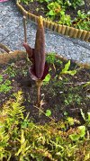 arum.jpg