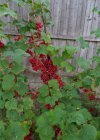 Blackcurrants.jpg