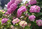 Hydrangea_2.jpg