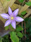 clematis.jpg