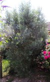 Olive1.JPG