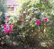 Rosebush1.JPG