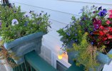 Mostly last years reseeded window boxes.JPG