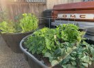 Stock tanks used for raised beds.JPG