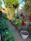 Tomatoes and cucumbers finally picking up.JPG