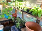 Stragglers in the greenhouse.JPG