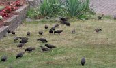 Birds3.JPG