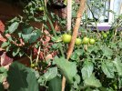 Tomato_3.jpg