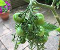 Tomatoes.jpg