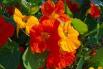 Common-Nasturtium.jpg